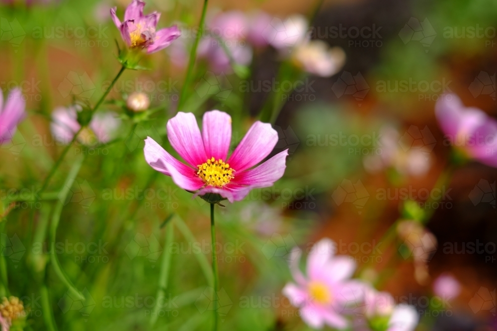 Focus on one pink and yellow edible flower - Australian Stock Image