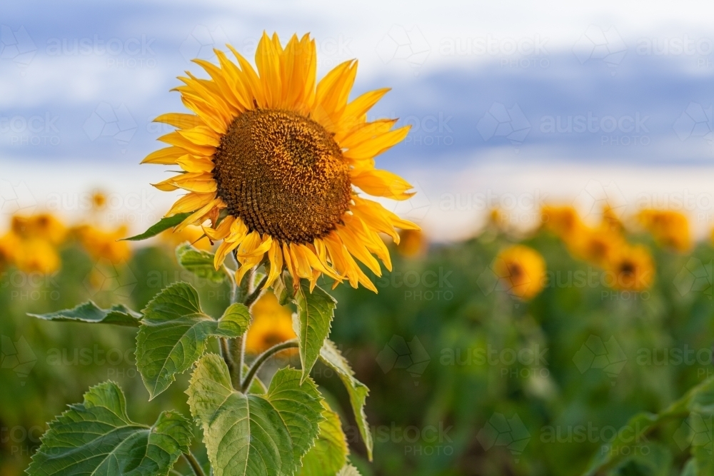 Focus on single Sunflower in Helianthus crop paddock at dusk - Australian Stock Image