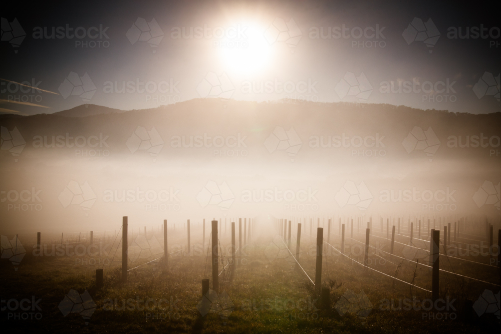 fog over empty vineyard at sunrise on a cold winter's morning Healesville in the Yarra Valley - Australian Stock Image