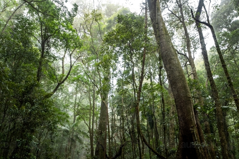 Foggy dense rainforest - Australian Stock Image