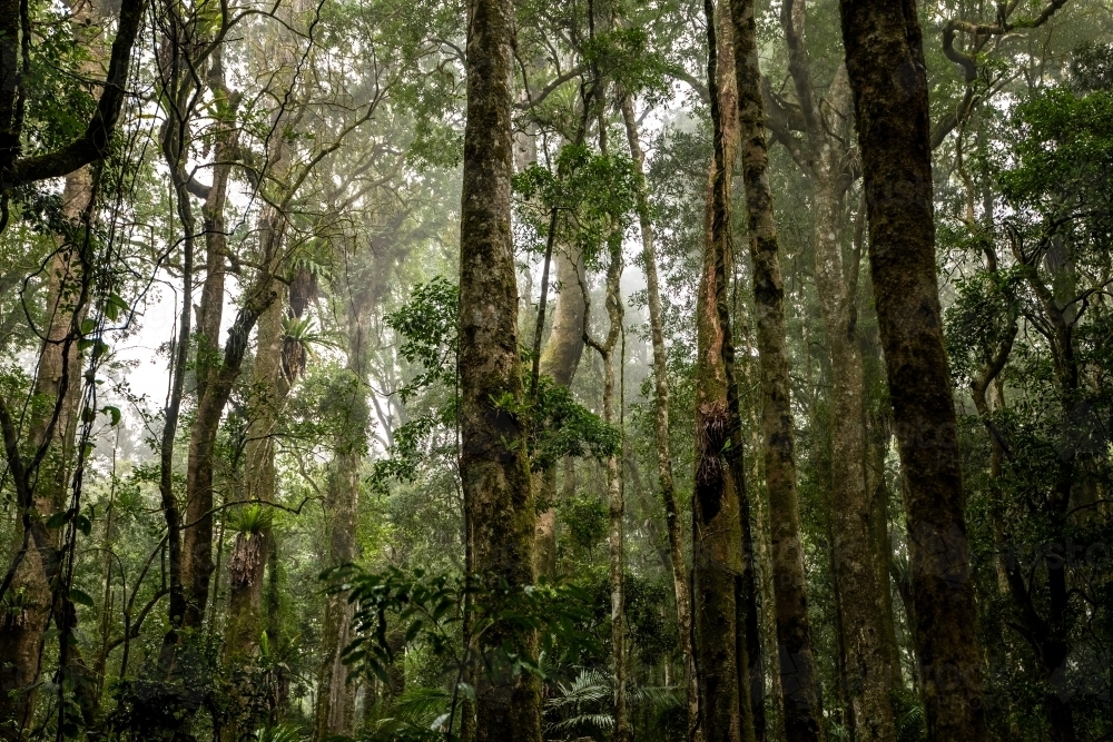 Foggy dense rainforest - Australian Stock Image