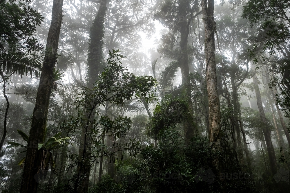 Foggy dense rainforest - Australian Stock Image