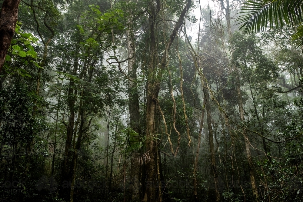 Foggy dense rainforest - Australian Stock Image