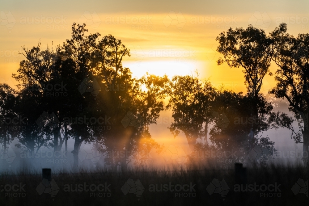 Foggy early morning sunrise landscape with trees and grass - Australian Stock Image