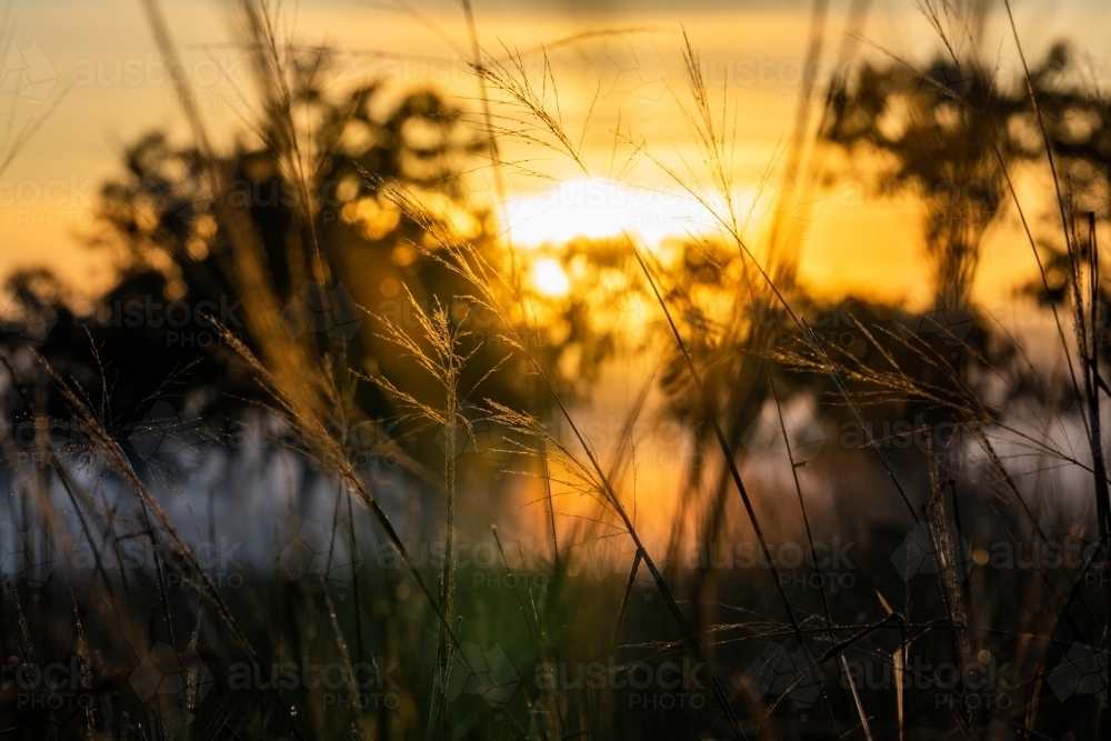 Foggy early morning sunrise landscape with trees and grass - Australian Stock Image