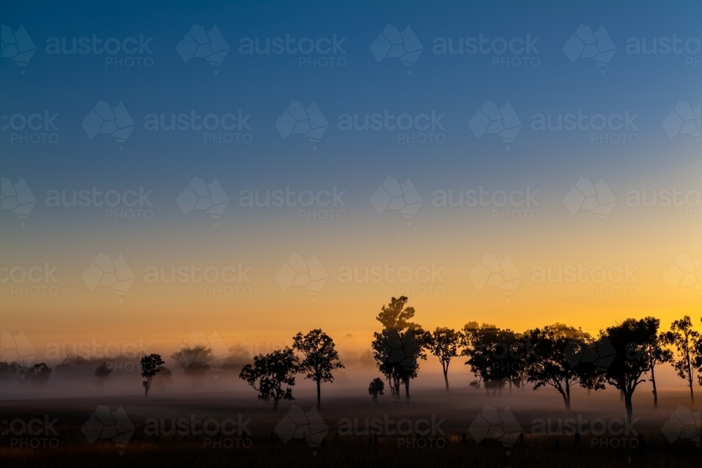 Foggy early morning sunrise landscape with trees and grass - Australian Stock Image