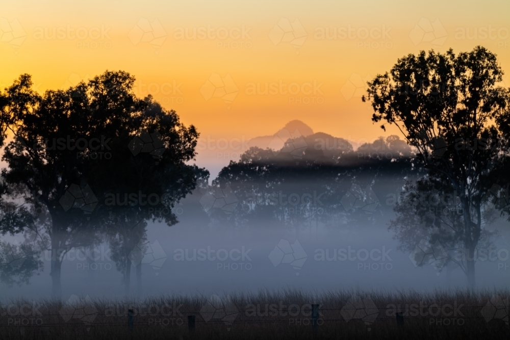 Foggy early morning sunrise landscape with trees and grass - Australian Stock Image