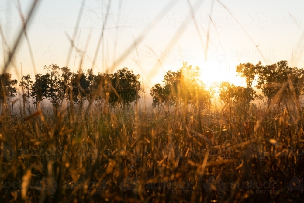 Foggy early morning sunrise landscape with trees and grass - Australian Stock Image