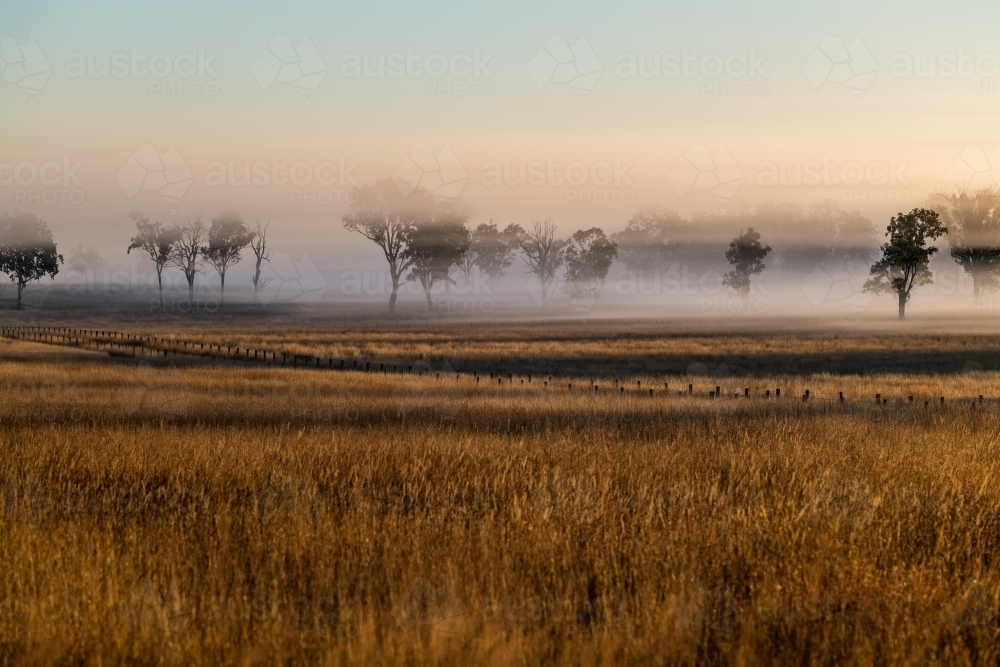 Foggy early morning sunrise landscape with trees and grass - Australian Stock Image