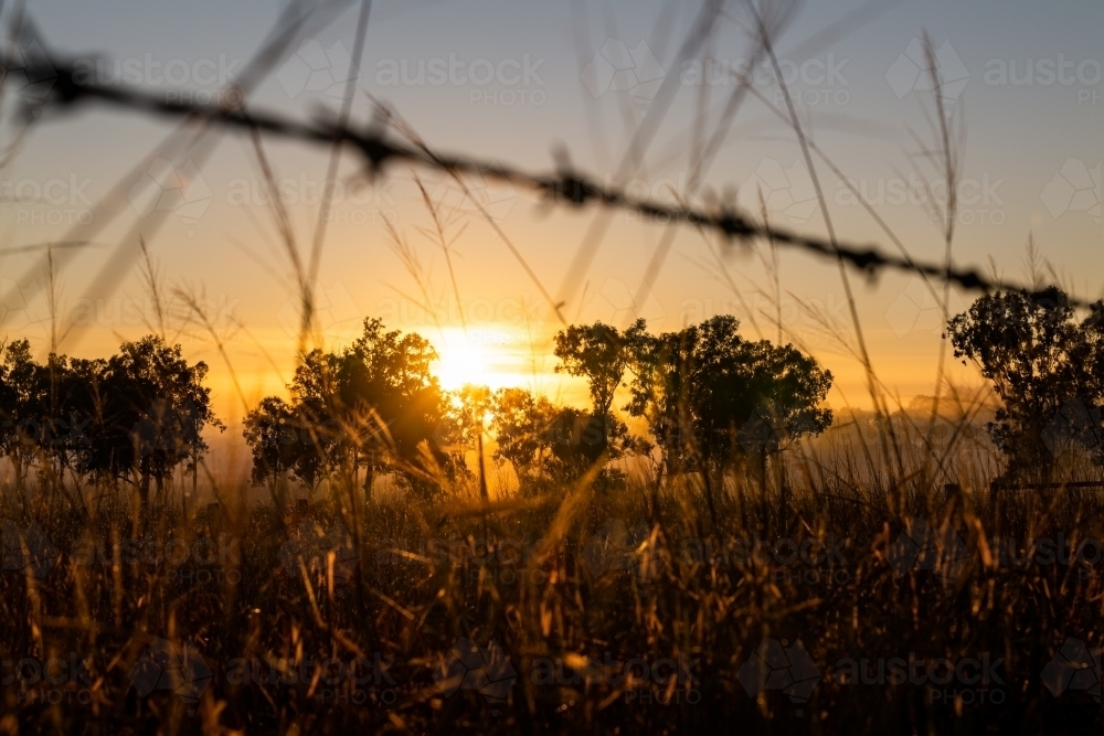 Foggy early morning sunrise landscape with trees and grass - Australian Stock Image