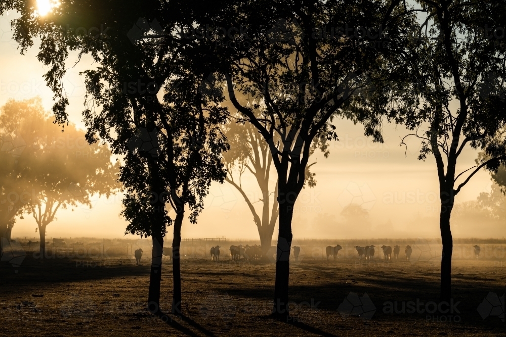 Foggy early morning sunrise landscape with trees and grass - Australian Stock Image