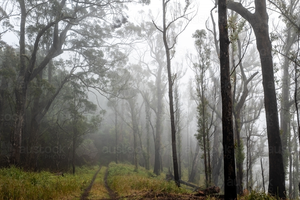 Foggy forest and vehicle trail - Australian Stock Image