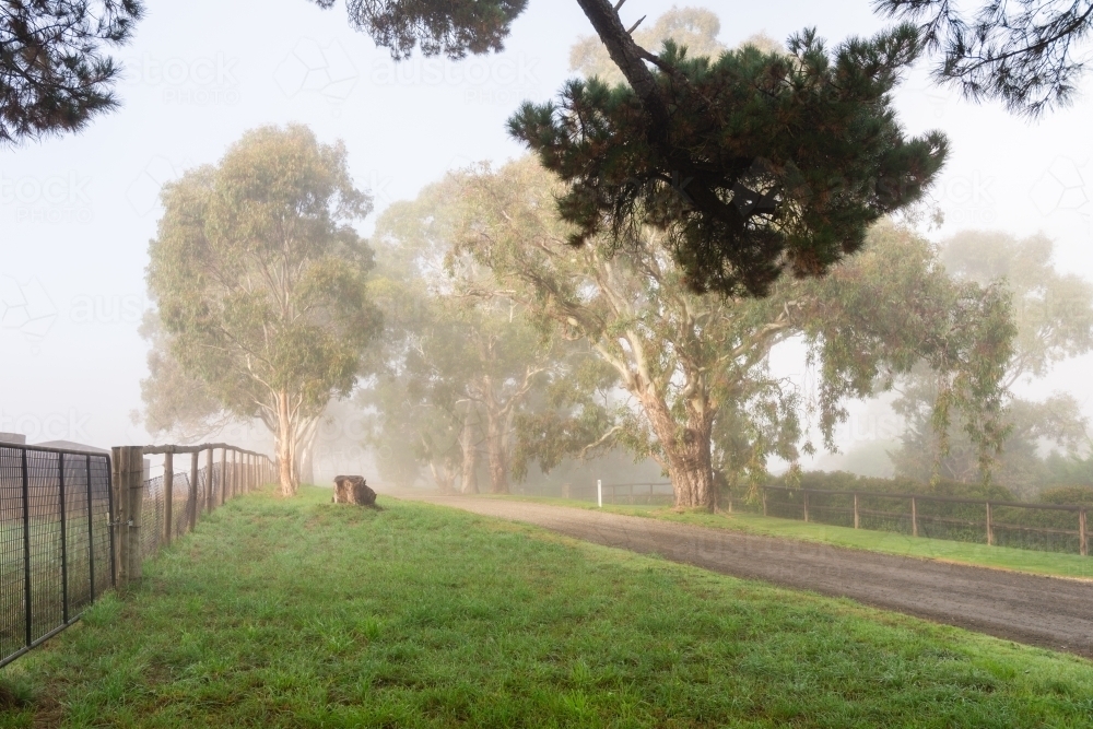 foggy morning scene on a rural road in South Australia - Australian Stock Image