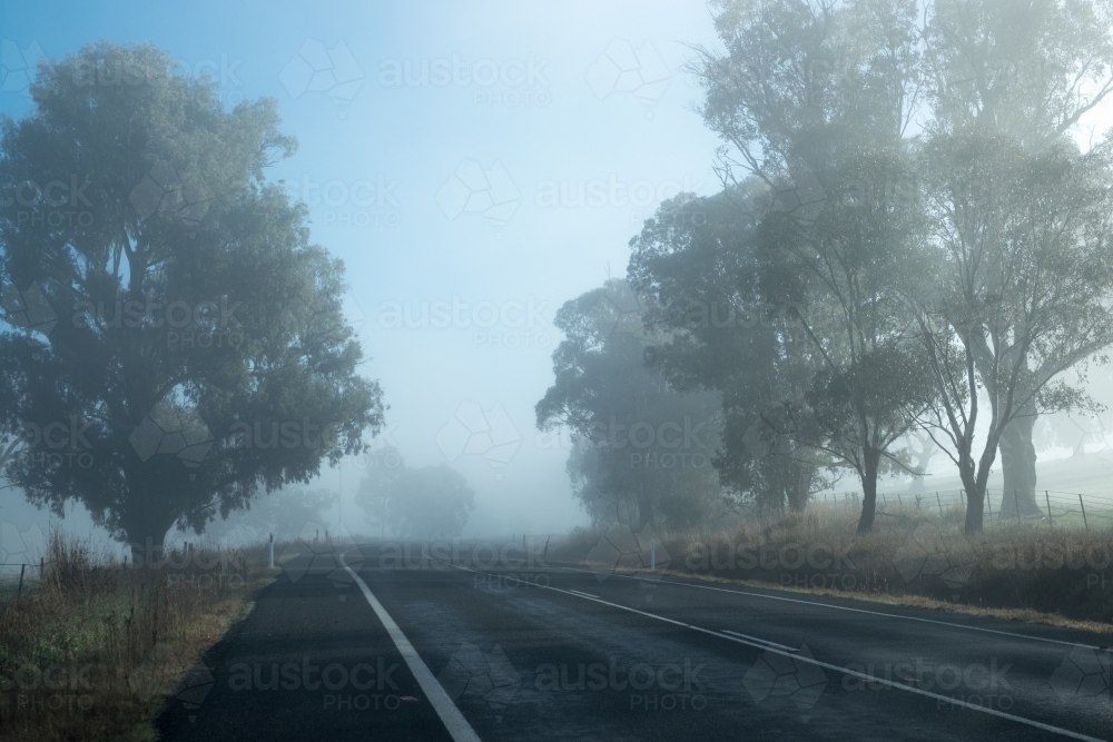 Foggy road surrounded by trees - Australian Stock Image