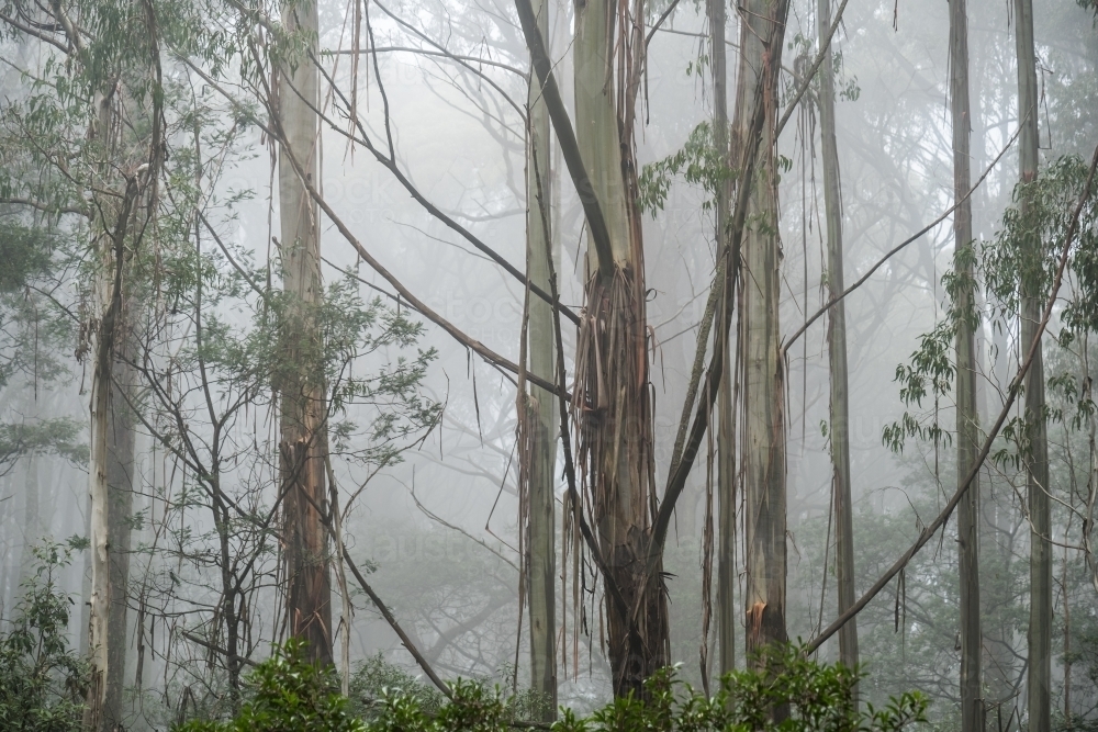 Foggy trees and forest scene - Australian Stock Image