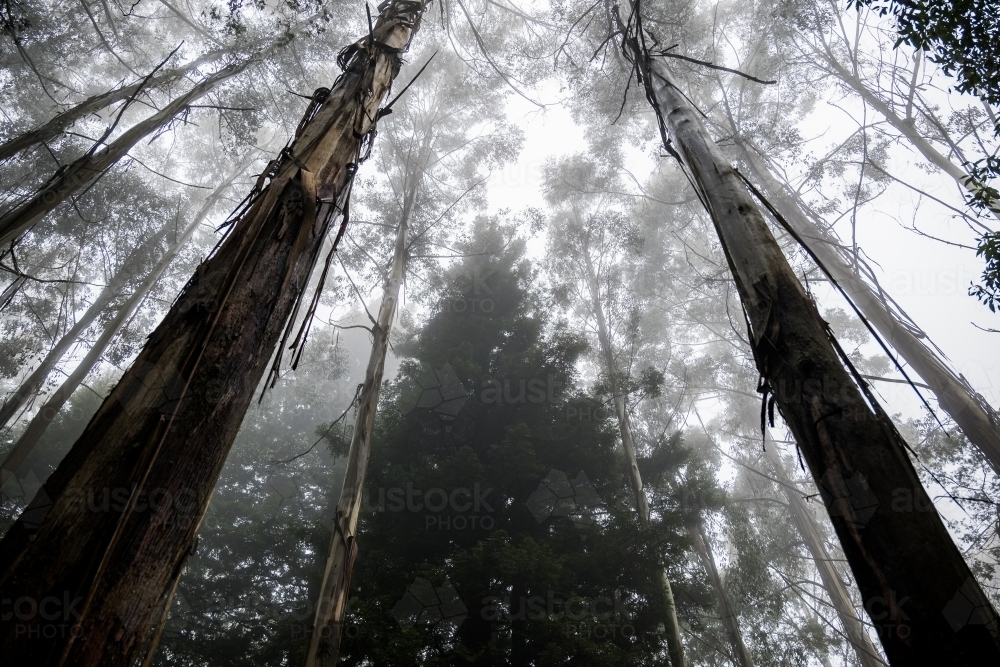 Foggy trees and forest scene - Australian Stock Image