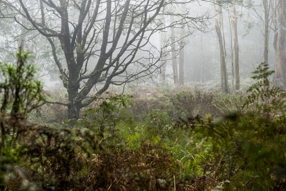 Foggy trees and forest scene - Australian Stock Image