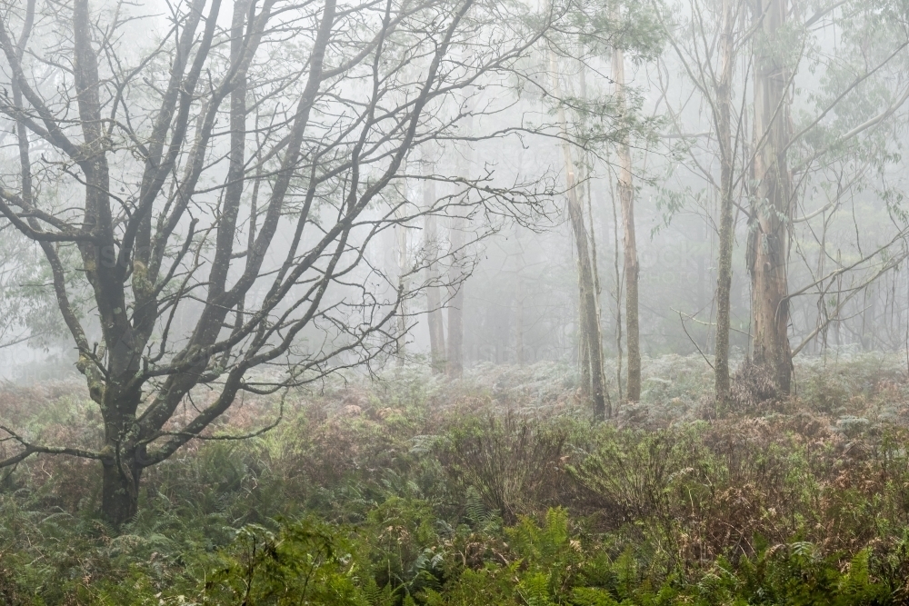 Foggy trees and forest scene - Australian Stock Image