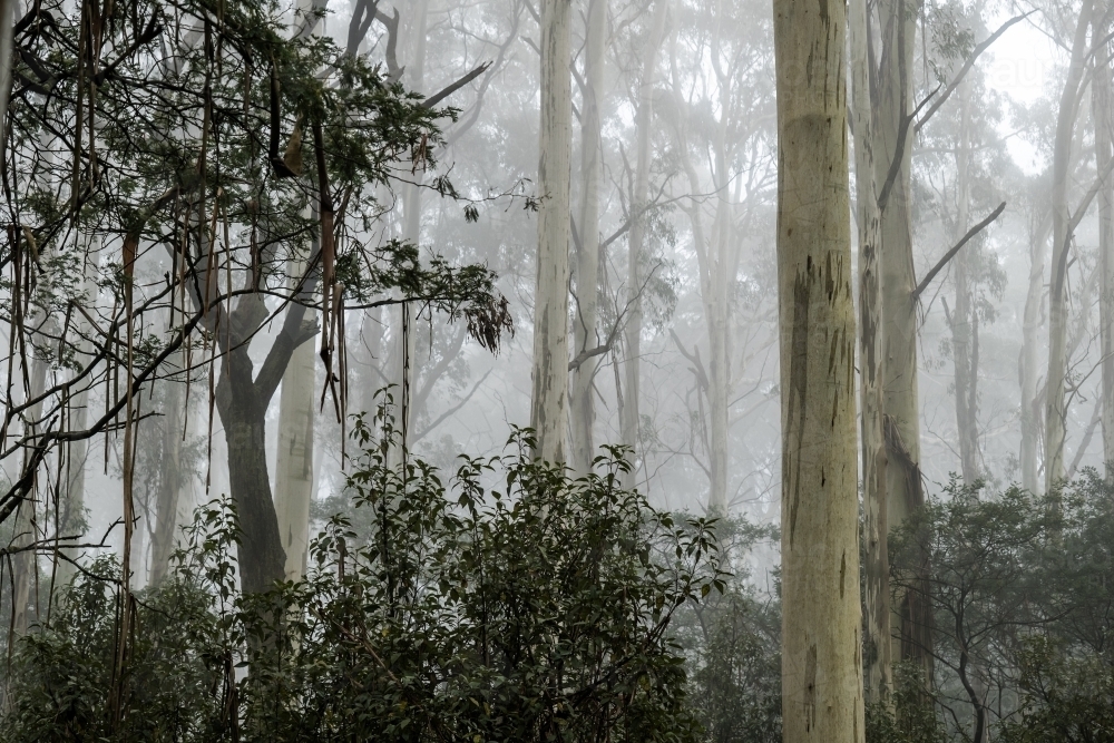 Foggy trees and forest scene - Australian Stock Image