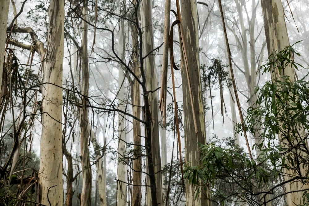 Foggy trees and forest scene - Australian Stock Image