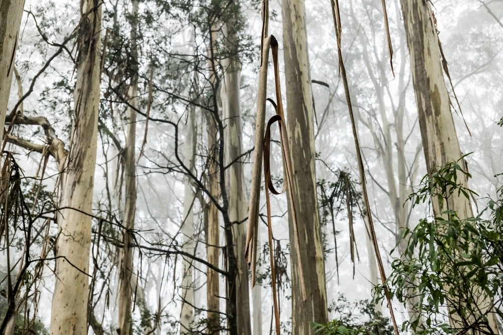 Foggy trees and forest scene - Australian Stock Image