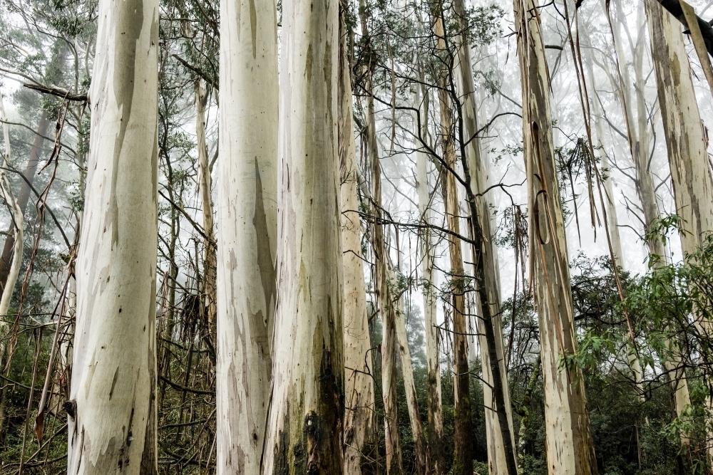 Foggy trees and forest scene - Australian Stock Image