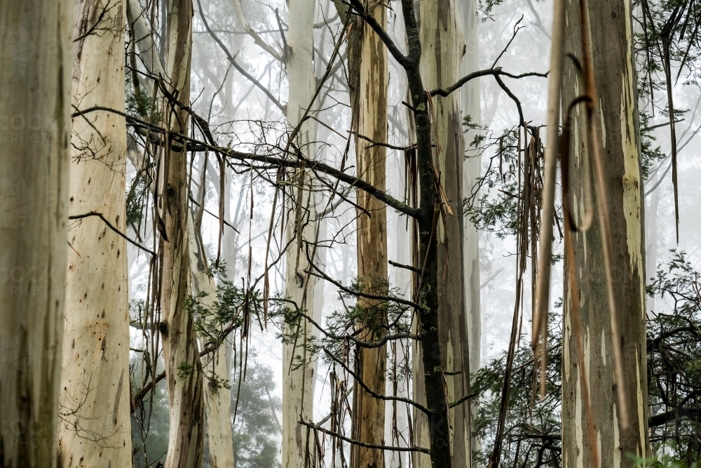 Foggy trees and forest scene - Australian Stock Image