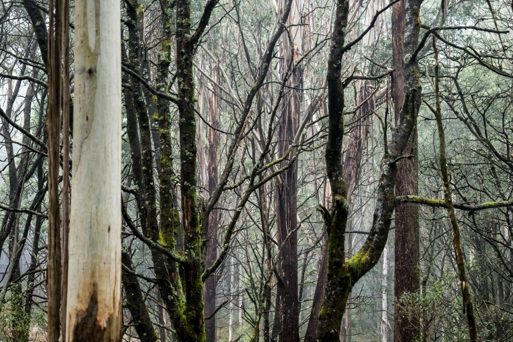 Foggy trees and forest scene - Australian Stock Image