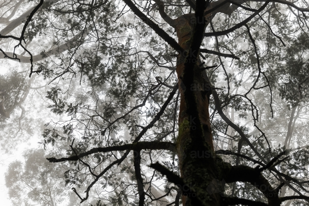 Foggy trees and forest scene - Australian Stock Image
