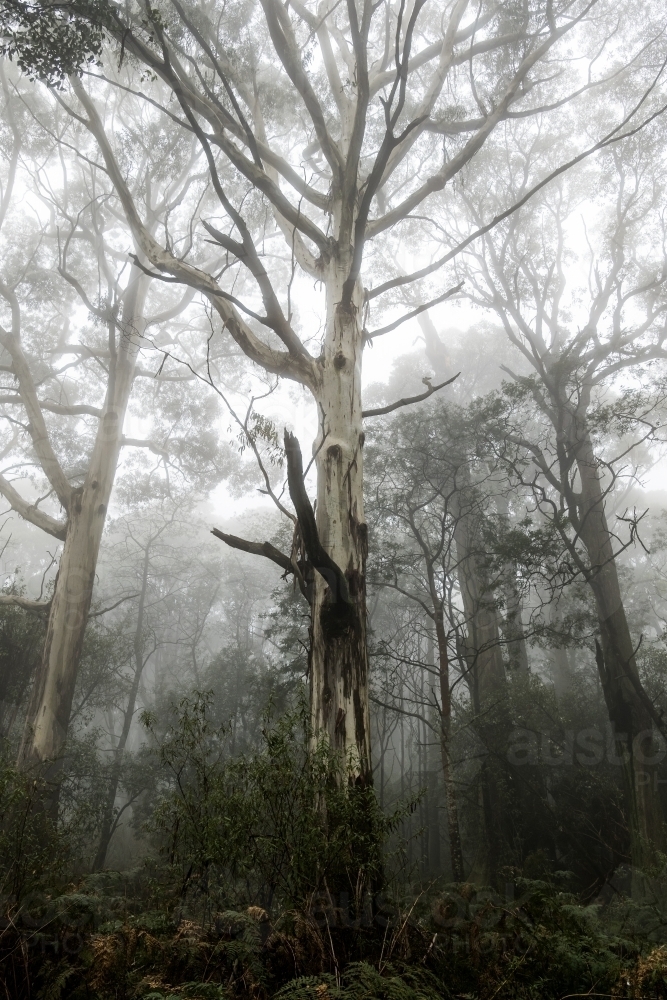 Image of Foggy trees and forest scene - Austockphoto