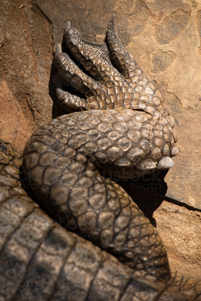 Foot and leg section of a freshwater crocodile - Australian Stock Image