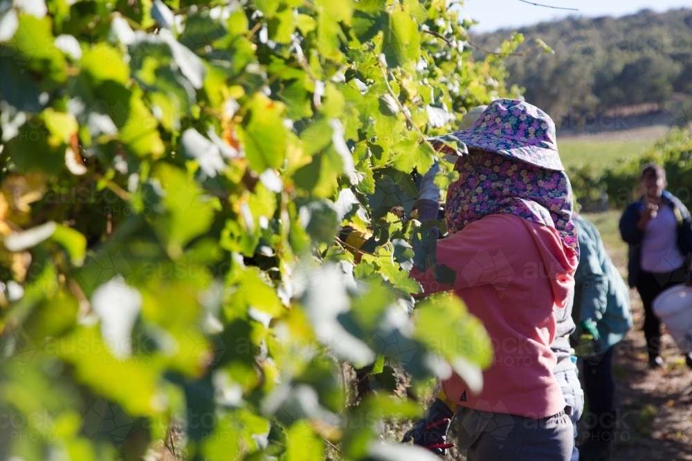 Foreign worker picking grapes - Australian Stock Image