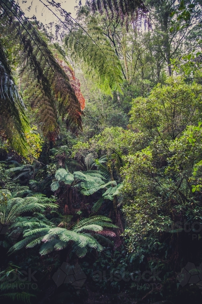 Forest, Otway National Park, Victoria - Australian Stock Image