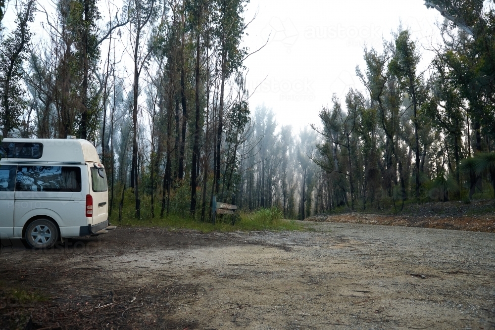 Forest regrowth after bushfire - Australian Stock Image