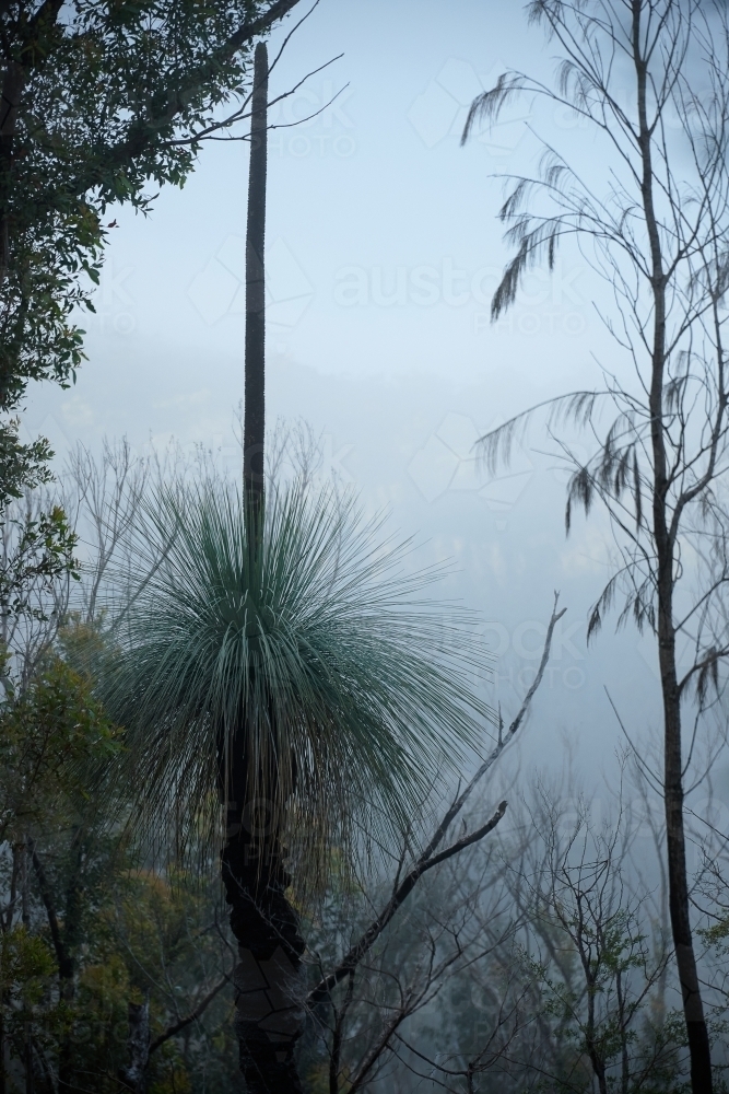 Forest regrowth after bushfire - Australian Stock Image