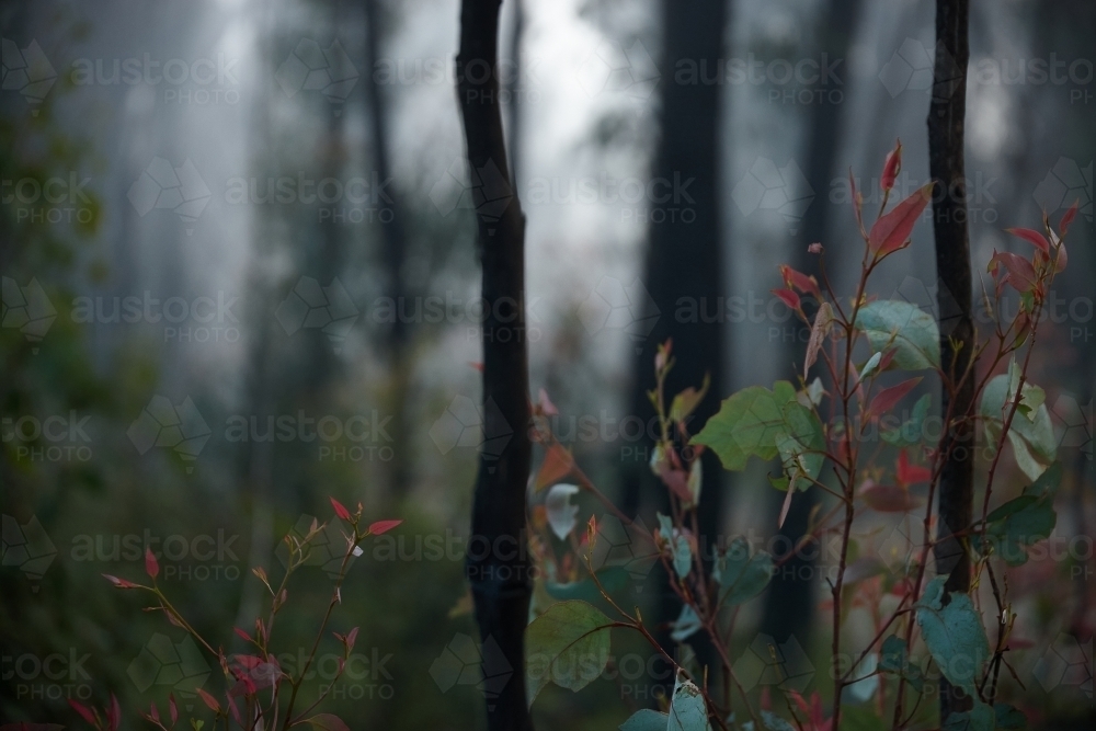 Forest regrowth after bushfire - Australian Stock Image