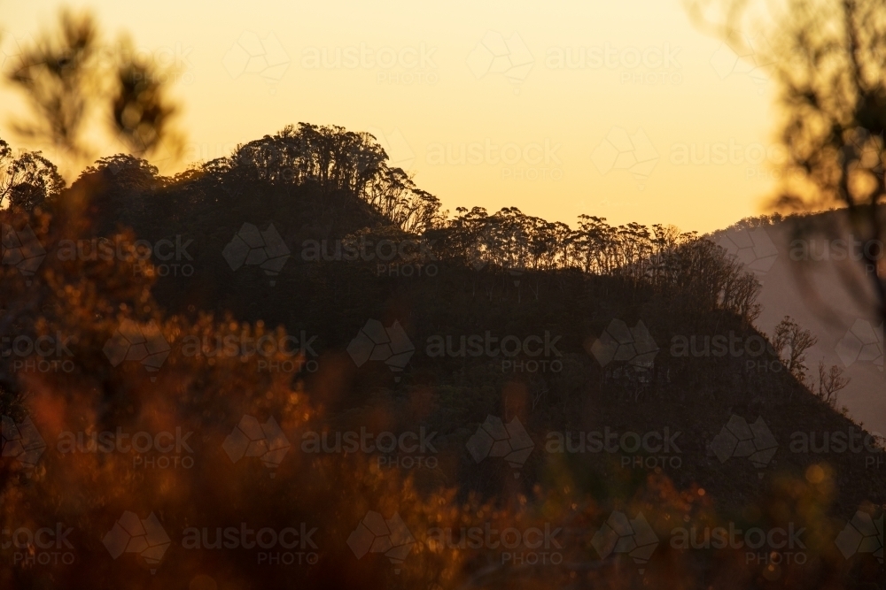 Forested mountain ridges backlit by late sunlight colours - Australian Stock Image