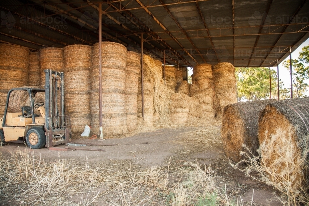 Forklift in a hay shed full of stacked up round hay bales - Australian Stock Image