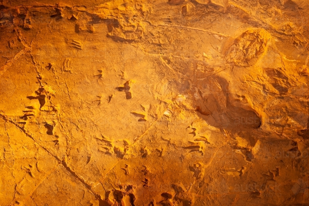 Fossilised dinosaur tracks in stone at the Lark Hill Quarry. - Australian Stock Image