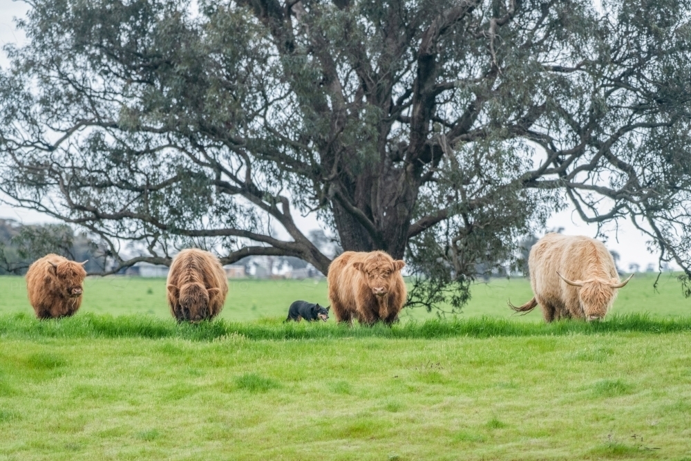 Four brown highland cows grazing in a line in front of a tree in pasture - Australian Stock Image