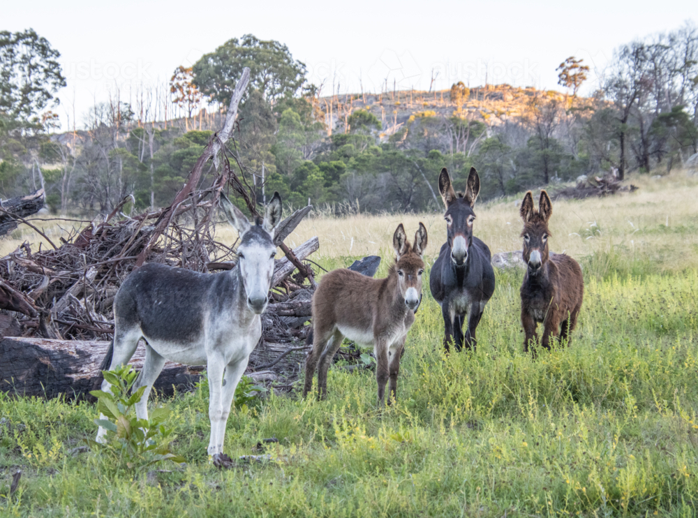 Four donkeys and a country scene - Australian Stock Image