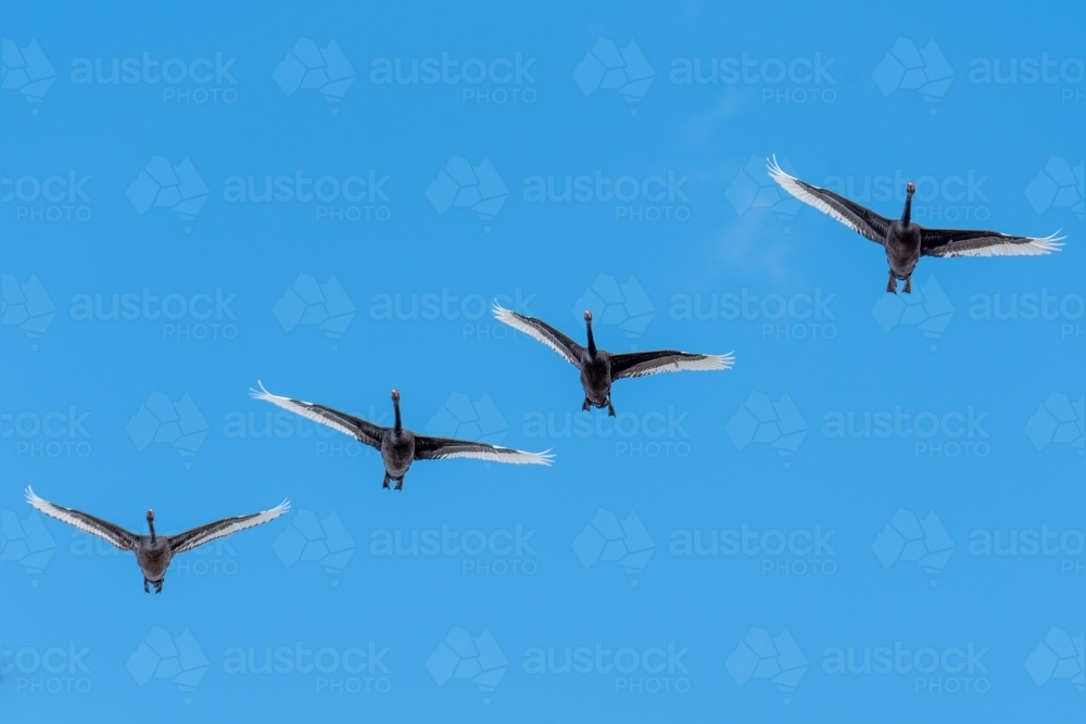 Four geese flying in a clear blue sky. - Australian Stock Image