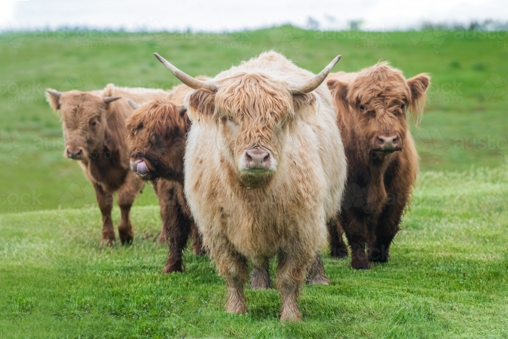 Four highland cows standing in big green pasture - Australian Stock Image