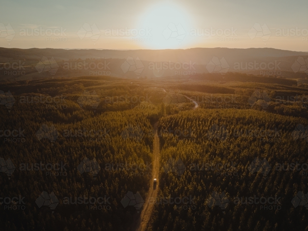 Four wheel drive driving through pine forest at sunset - Australian Stock Image