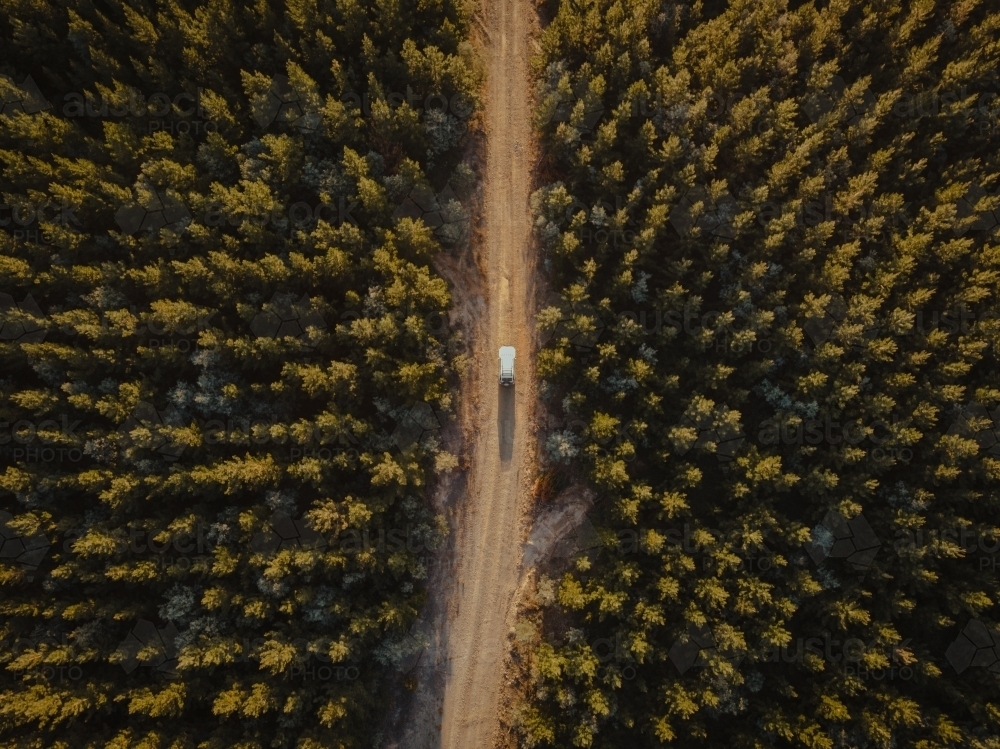 Four wheel drive exploring on dirt road in pine forest - Australian Stock Image
