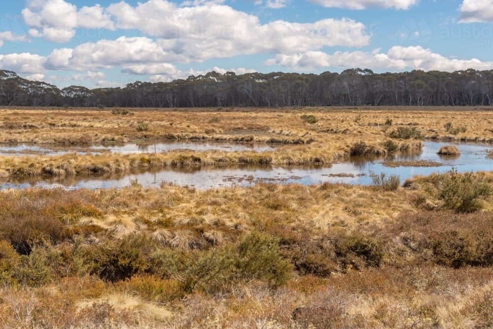 Fragile alpine ecosystem in the Snowy Mountains with grassland in foreground and trees on horizon - Australian Stock Image