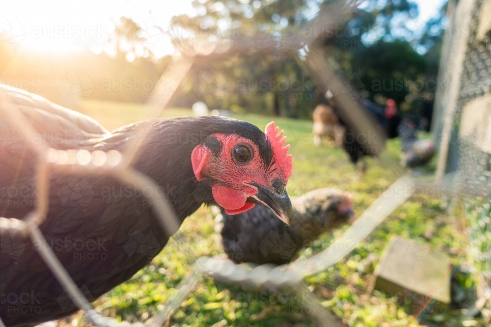 Free range chickens on a farm with wire mesh fence - Australian Stock Image