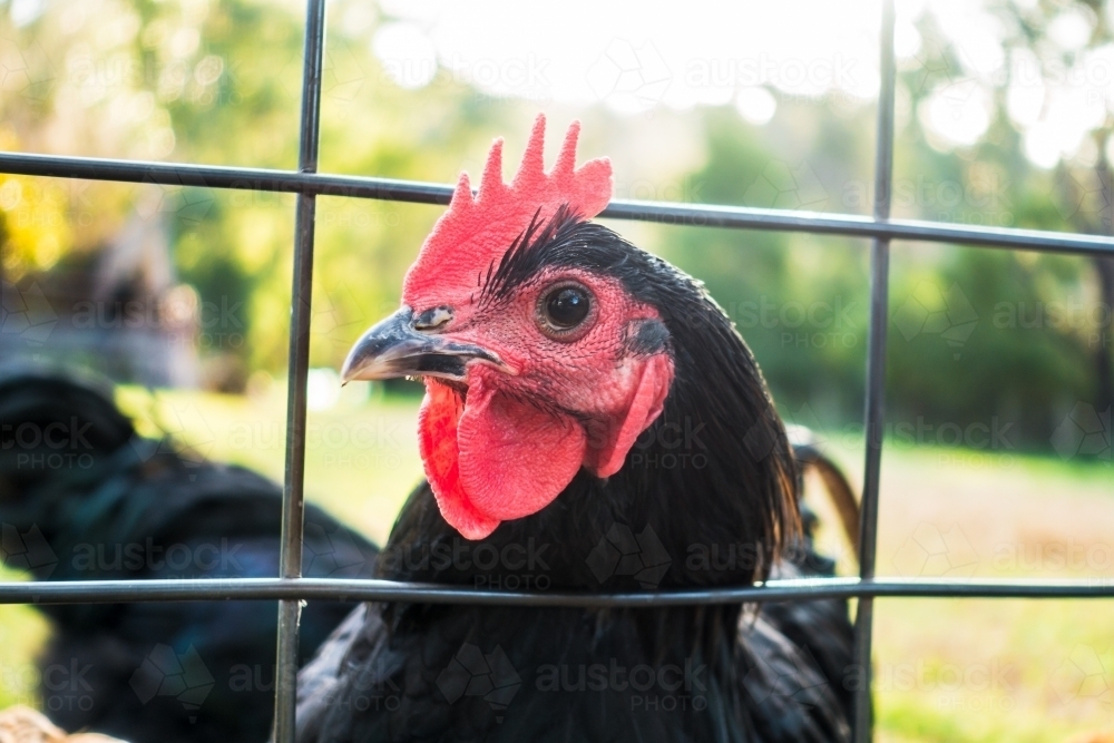 Free range chickens on a farm with wire mesh fence - Australian Stock Image