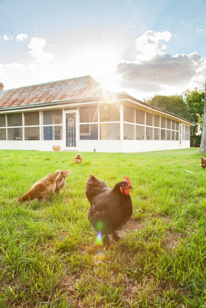 Free range chooks standing on homestead lawn - Australian Stock Image