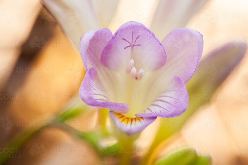 Image of Freesia flowers growing on the lawn in spring - Austockphoto